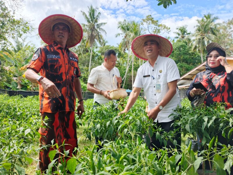 Gerakan tanam cabai Pemuda Pancasila Lingga di Kecamatan Singkep membuahkan panen perdana | f. Wandy