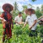 Gerakan tanam cabai Pemuda Pancasila Lingga di Kecamatan Singkep membuahkan panen perdana | f. Wandy