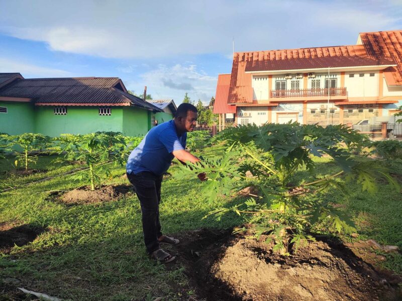 Baru kurang dari dua bulan ditanam, 60 pohon pepaya California di halaman belakang Kantor Disperindagkop UKM Lingga tumbuh subur dan mulai berbunga sebagai upaya mendukung ketahanan pangan dan pengendalian inflasi | f. Redaksi 