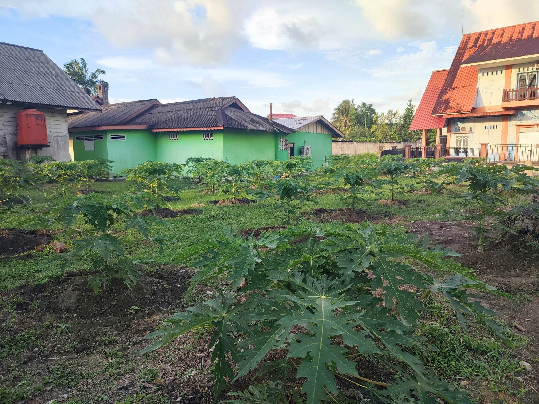 Baru kurang dari dua bulan ditanam, 60 pohon pepaya California di halaman belakang Kantor Disperindagkop UKM Lingga tumbuh subur dan mulai berbunga sebagai upaya mendukung ketahanan pangan dan pengendalian inflasi | f. Redaksi 